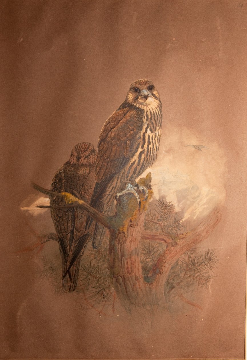 Saker Falcon (Falco sacer), 1856-67 af Joseph Wolf
