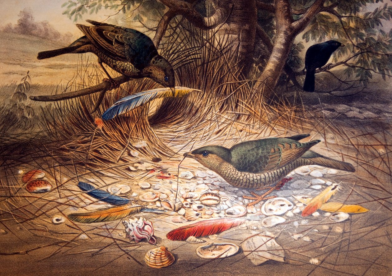 Satin Bowerbird, 1861 af Joseph Wolf