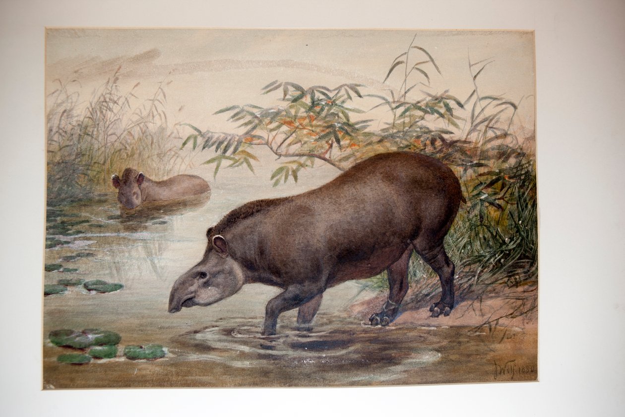 Tapir, 1880 af Joseph Wolf