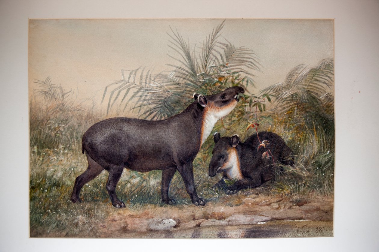 Tapir, 1880 af Joseph Wolf