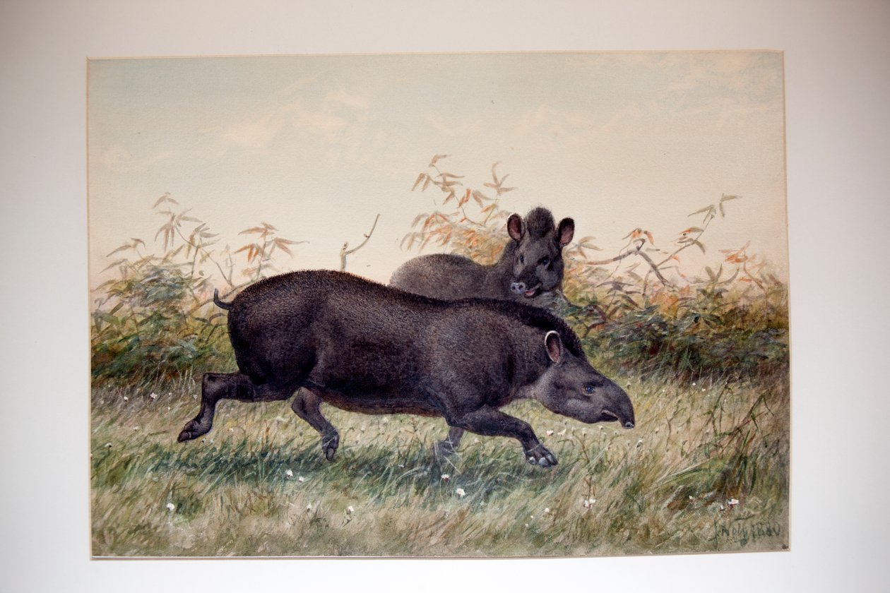 Tapir, 1880 af Joseph Wolf