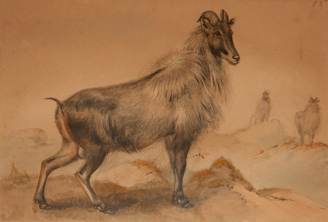 Thar af Joseph Wolf