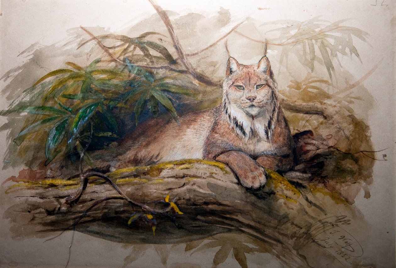 Den canadiske Lynx (Felis canadensis), 1852 af Joseph Wolf