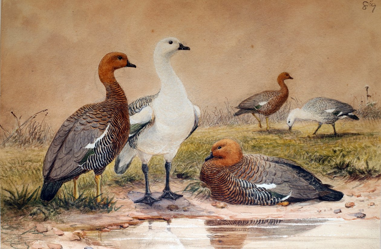 Bjerggås (Bernicla magellanica), 1852-54 af Joseph Wolf
