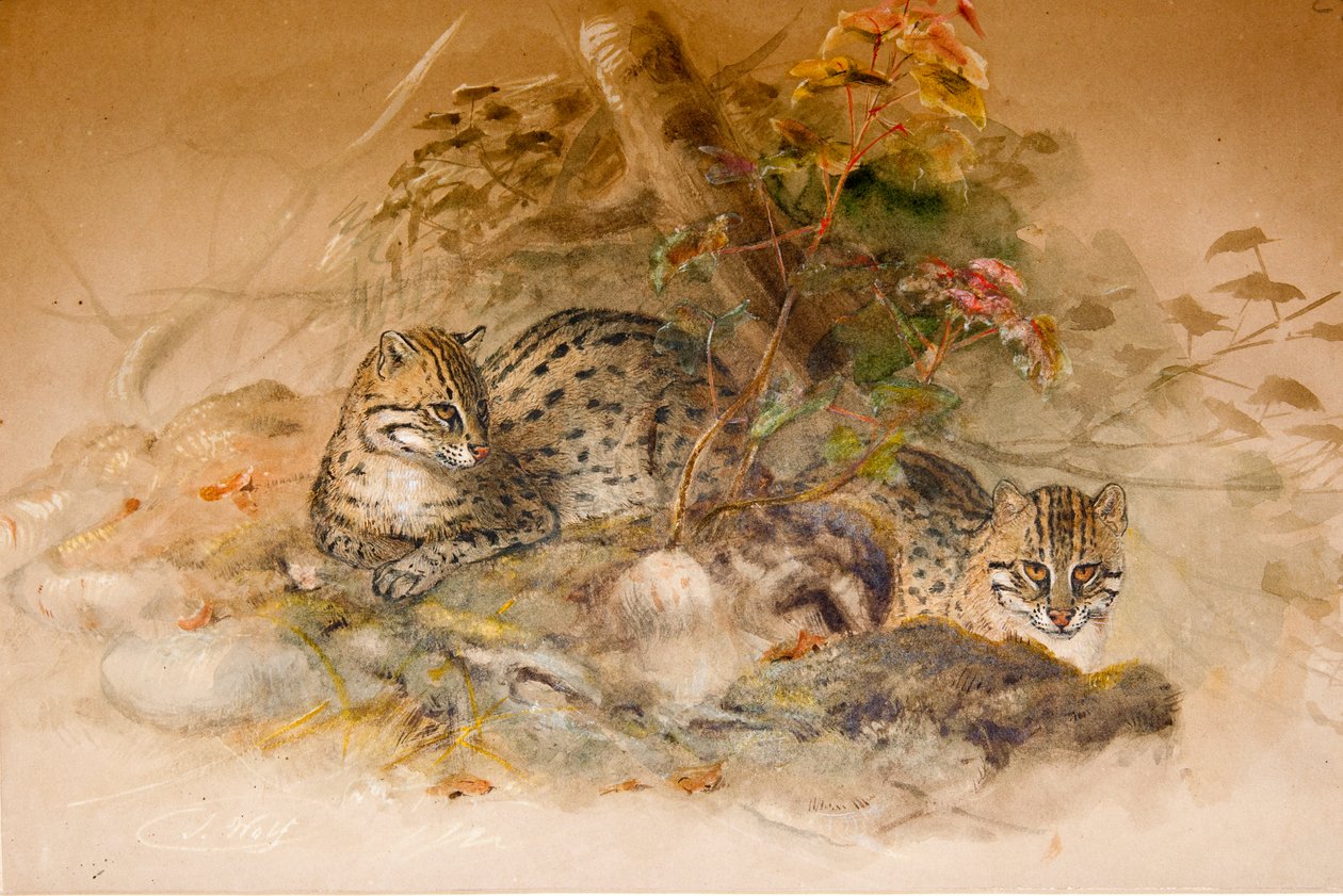 Wagati Cat, 1851-69 af Joseph Wolf