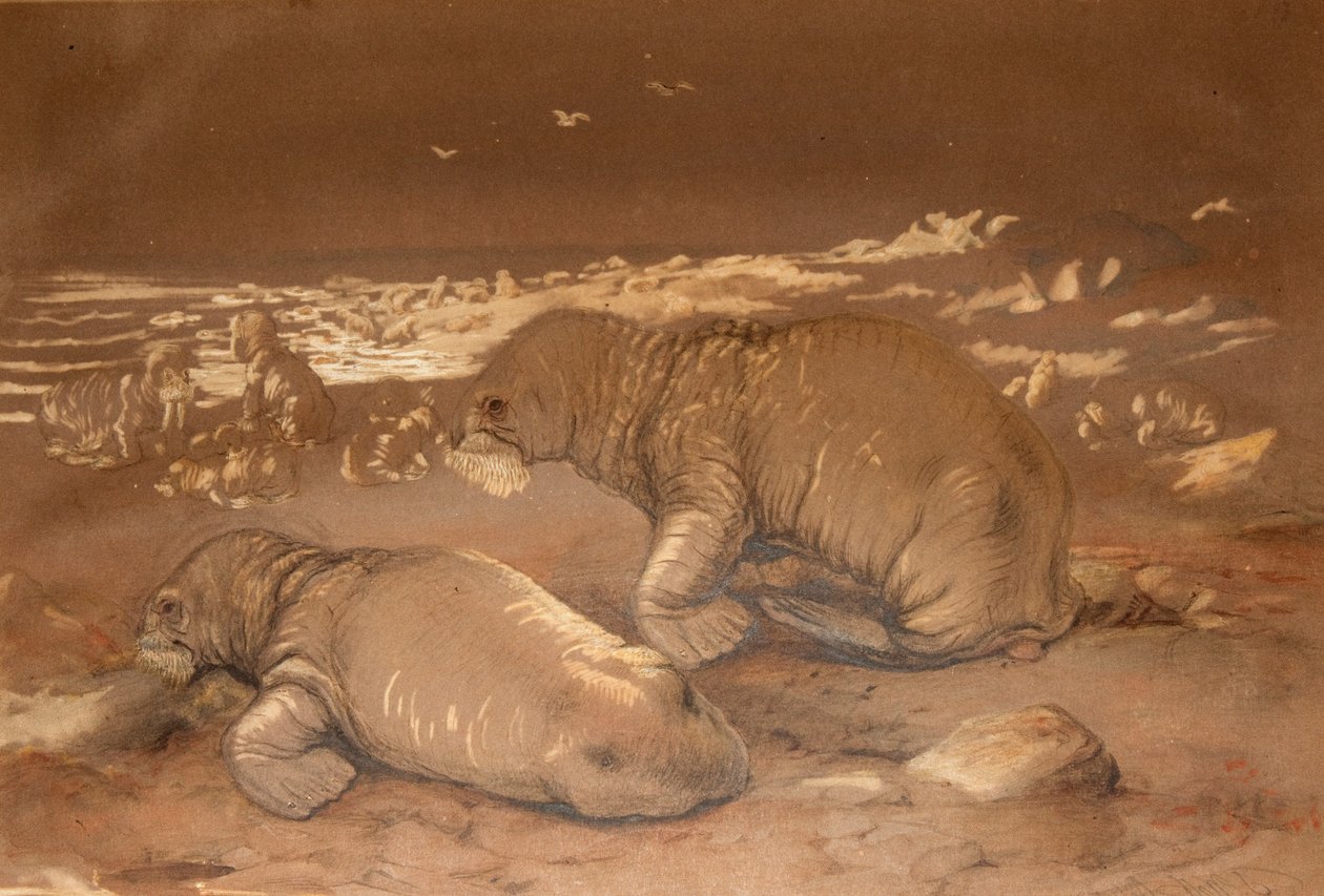 Hvalros - Tricherchus rosmarus af Joseph Wolf