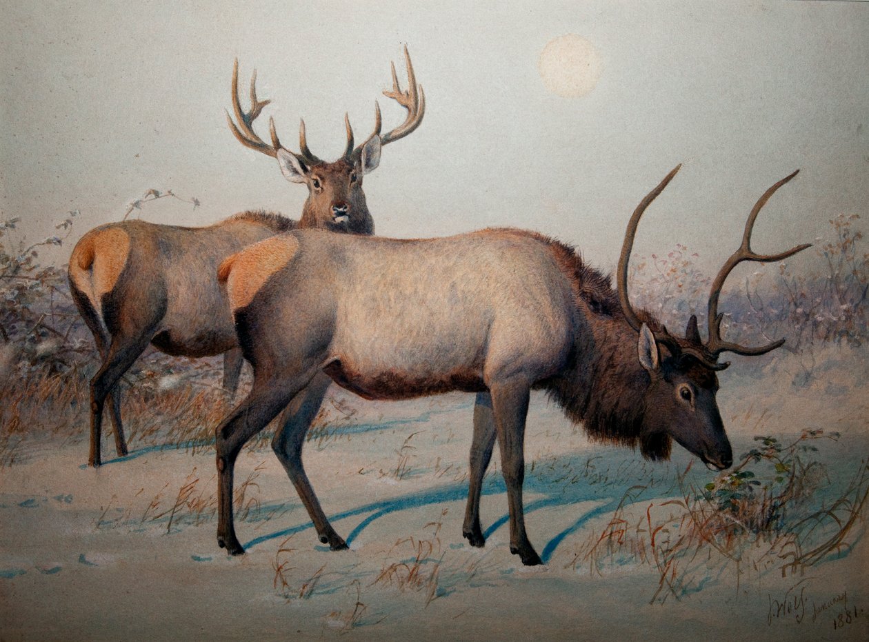 Wapiti, ca. 1850 af Joseph Wolf