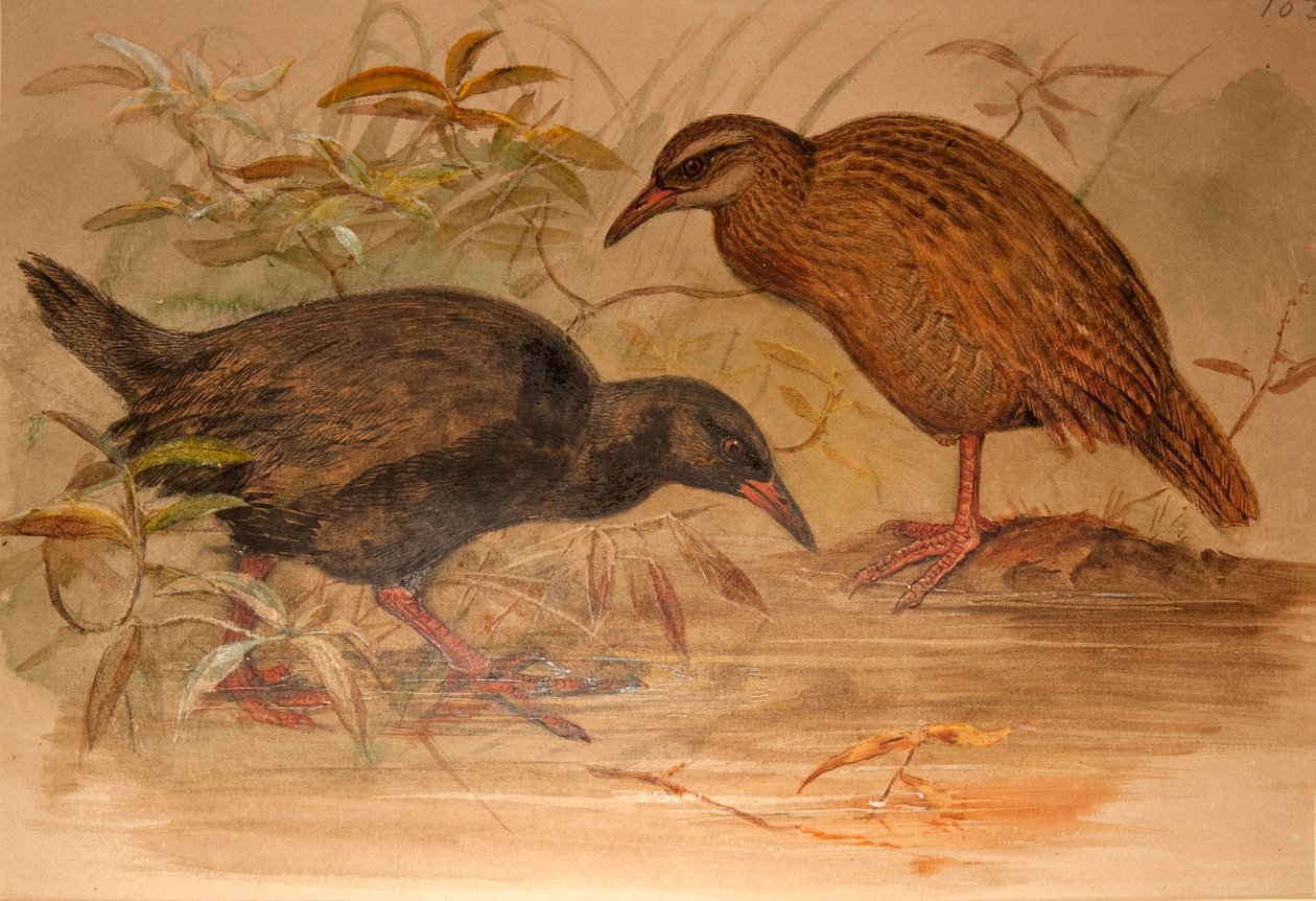Weka Rail (Ocydromus australis), ca.1851-76 (wc og blyant på papir) af Joseph Wolf