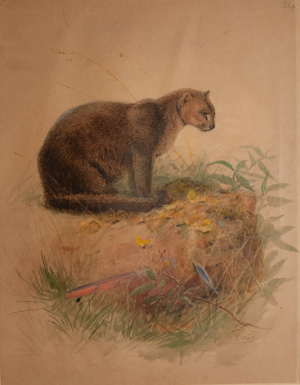 Yaguarundi Cat (Puma yaguarundi) af Joseph Wolf