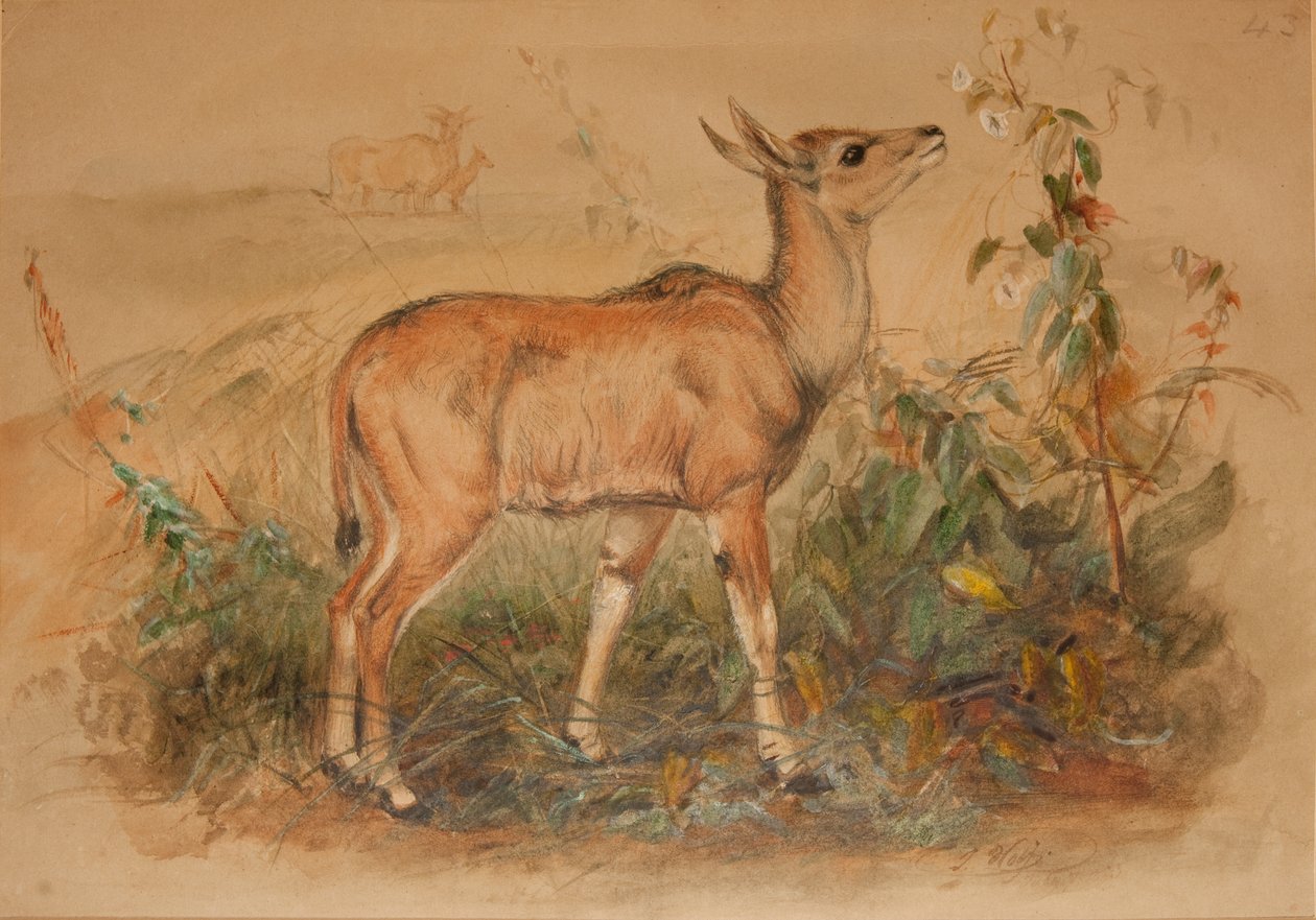 Unge Eland af Joseph Wolf