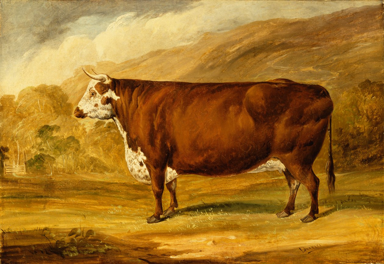A Hereford Bull (olie på lærred) af Joseph Dunn
