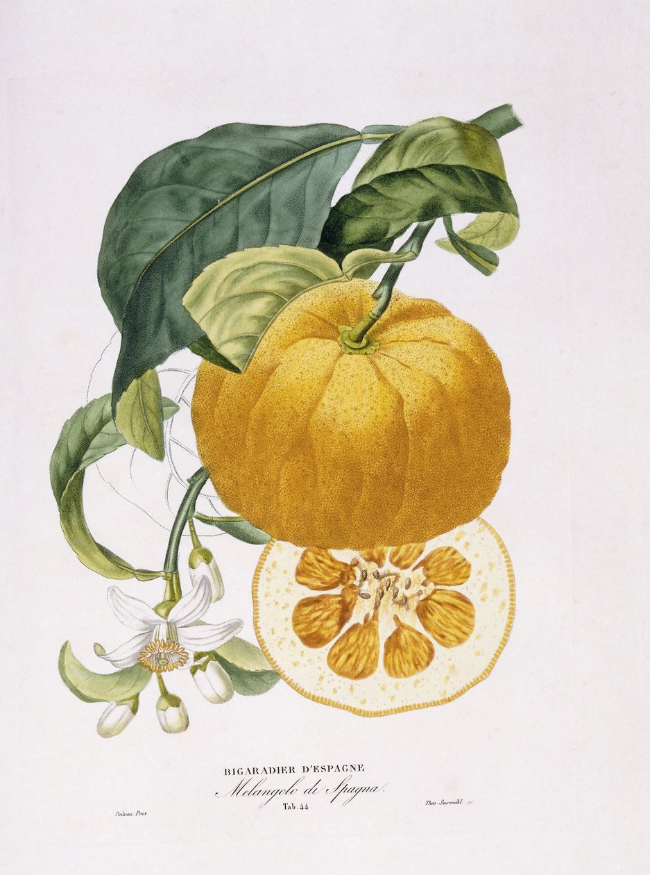 Appelsintræernes naturhistorie, 1818-20 af Joseph Antoine Risso