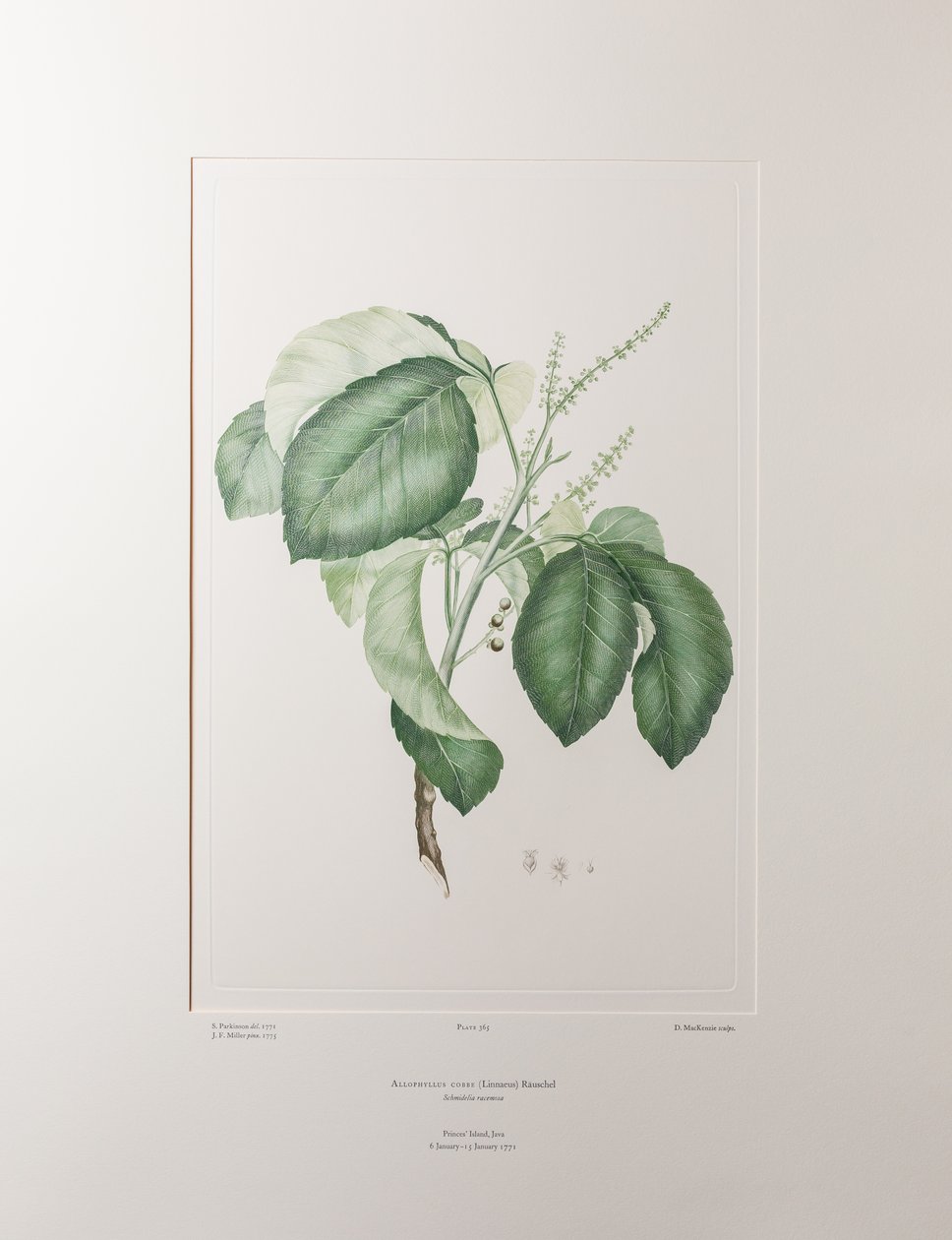 Allophyllus cobbe (Sapindaceae) - Tavle 365, Banks