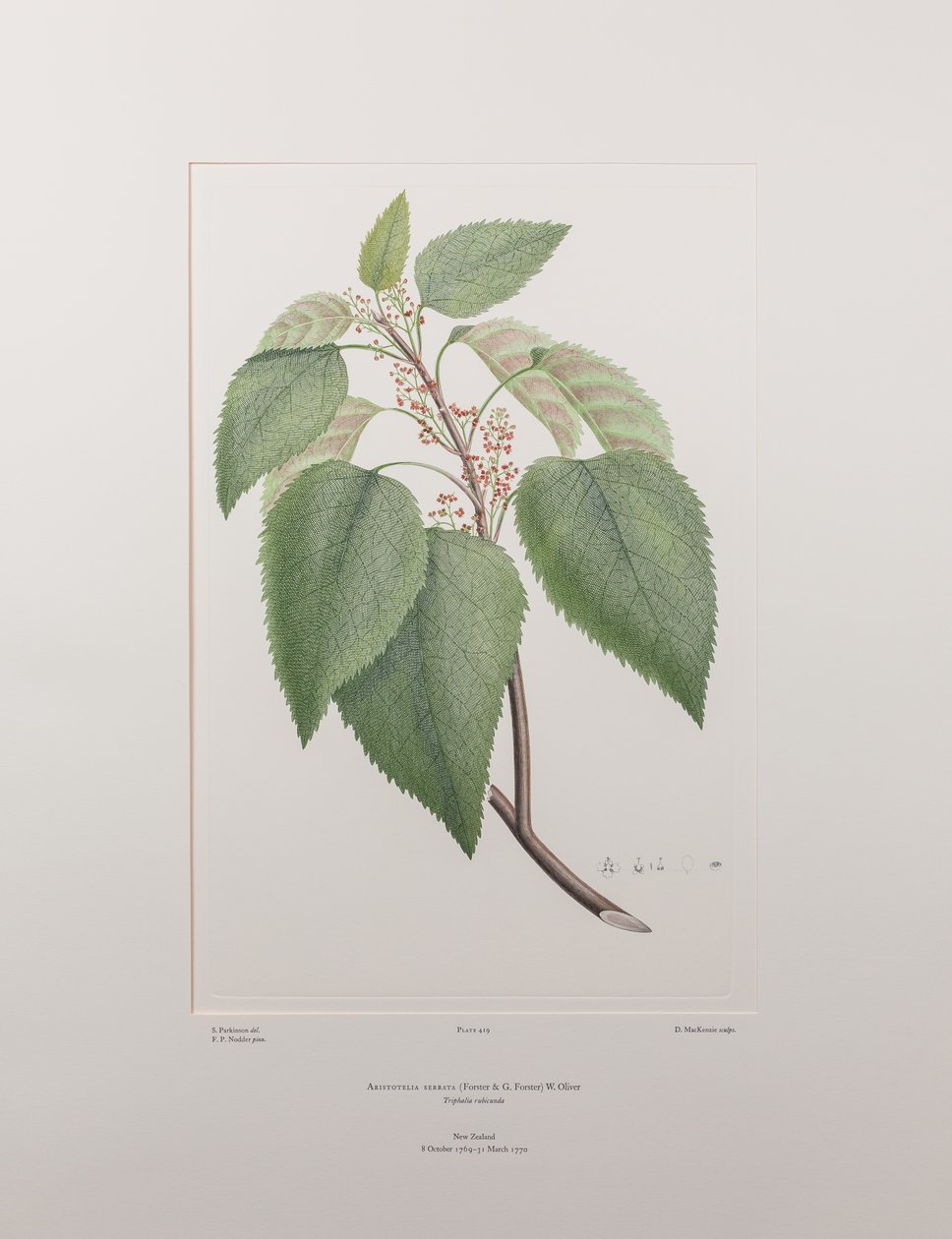 Aristotelia serrata (Elaeocarpaceae) - Tavle 419, Banks
