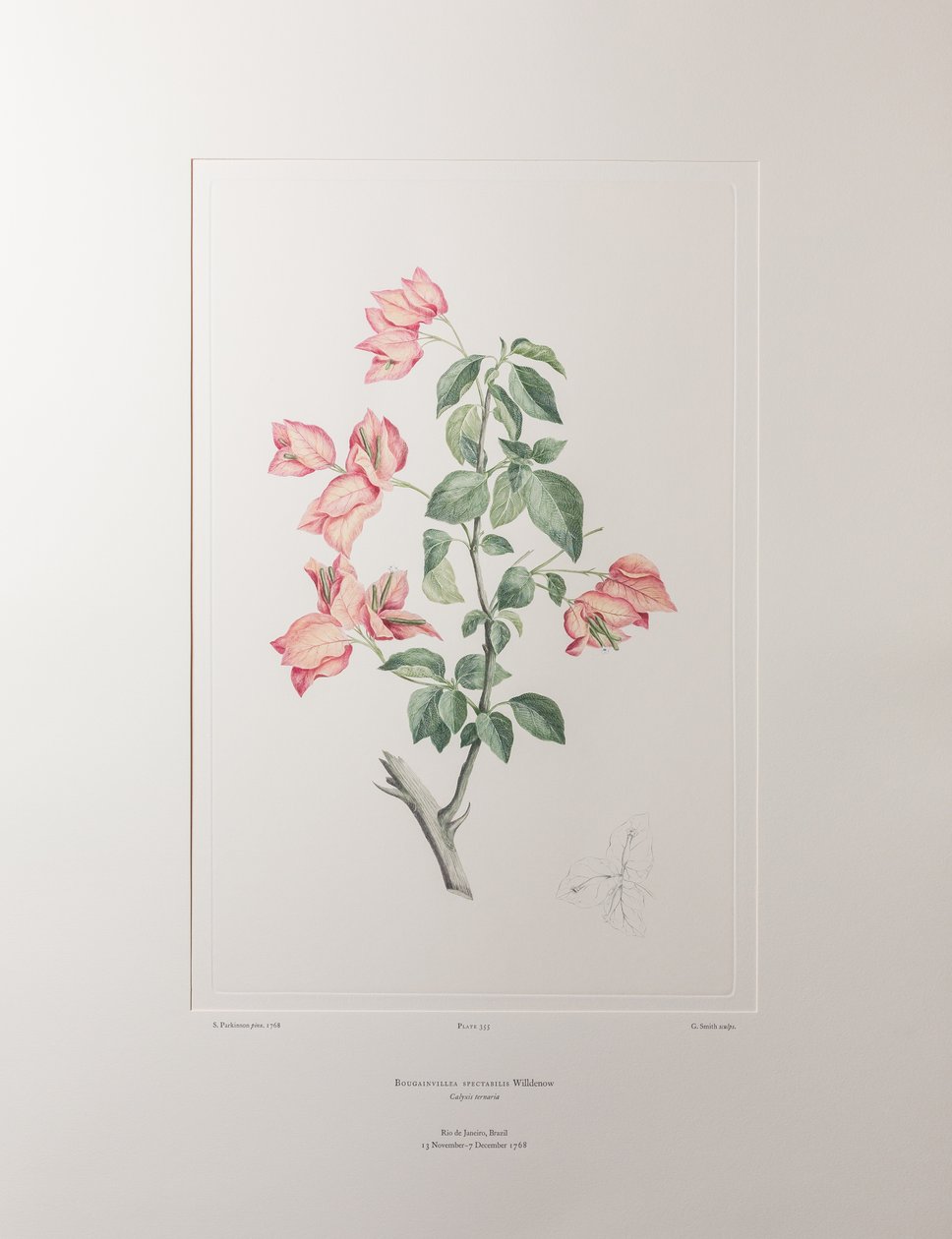 Bouganvillea spectabilis (Nyctaginaceae) - Tavle 355, Banks
