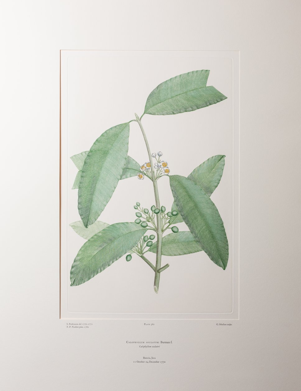 Calophyllum soulattri (Guttiferae) - Tavle 362, Banks