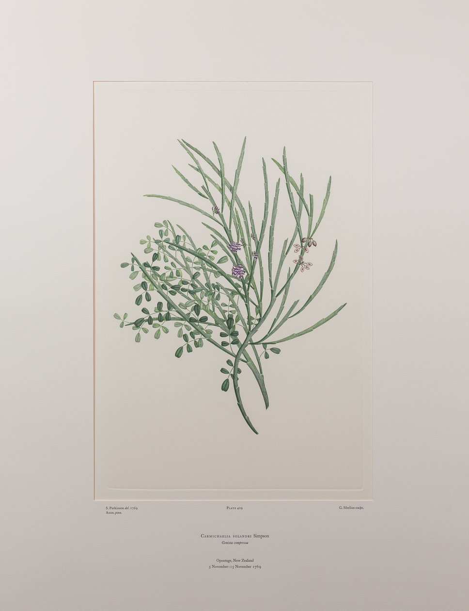 Carmichaelia solandri (Leguminosae) - Tavle 429, Banks