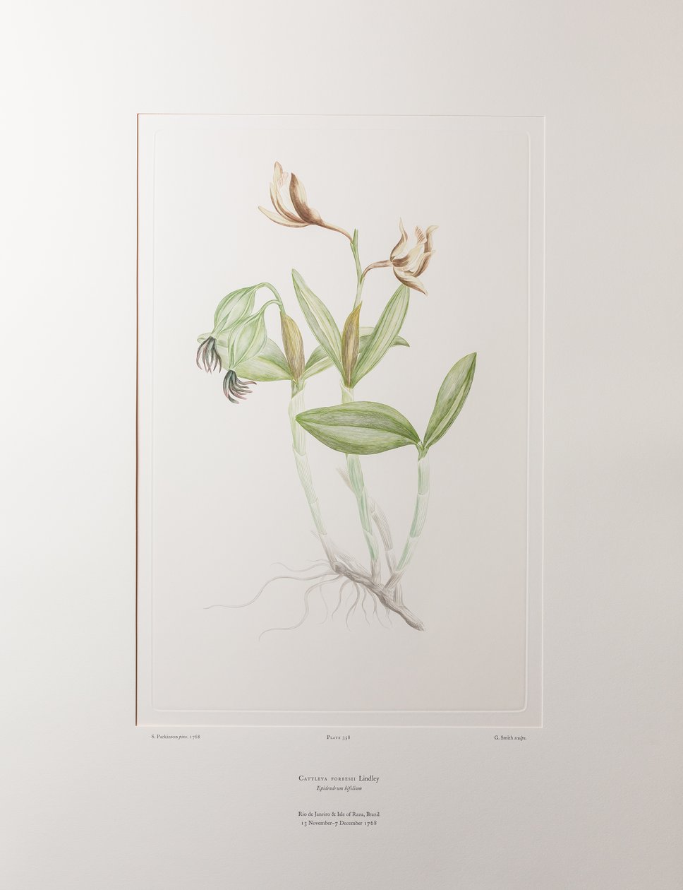 Cattleya forbesii (Orchidaceae) - Tavle 358, Banks
