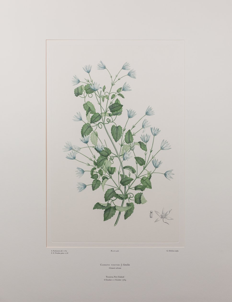 Clematis forsteri (Ranunculaceae) - Tavle 402, Banks
