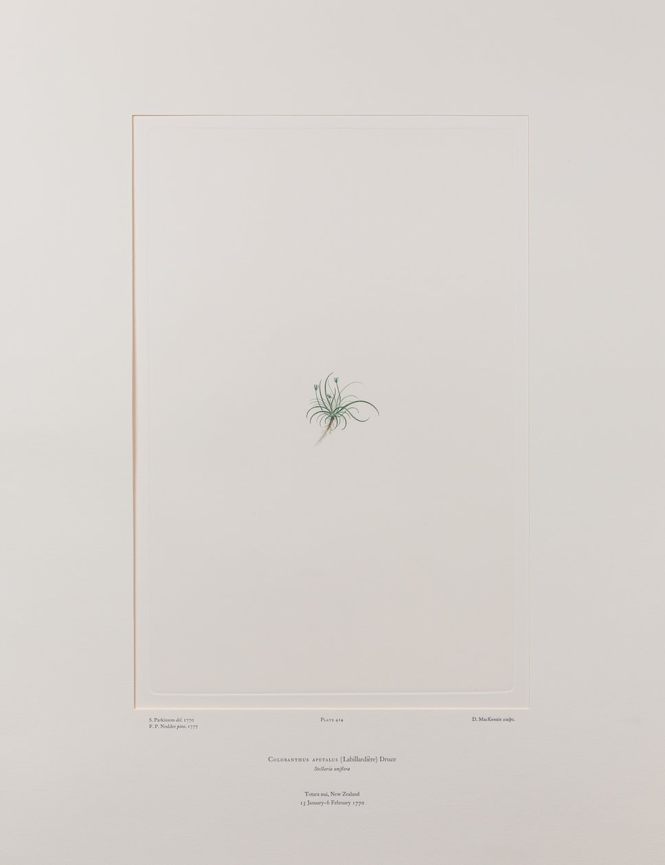 Colobanthus apetalus (Caryophyllaceae) - Tavle 414, Banks