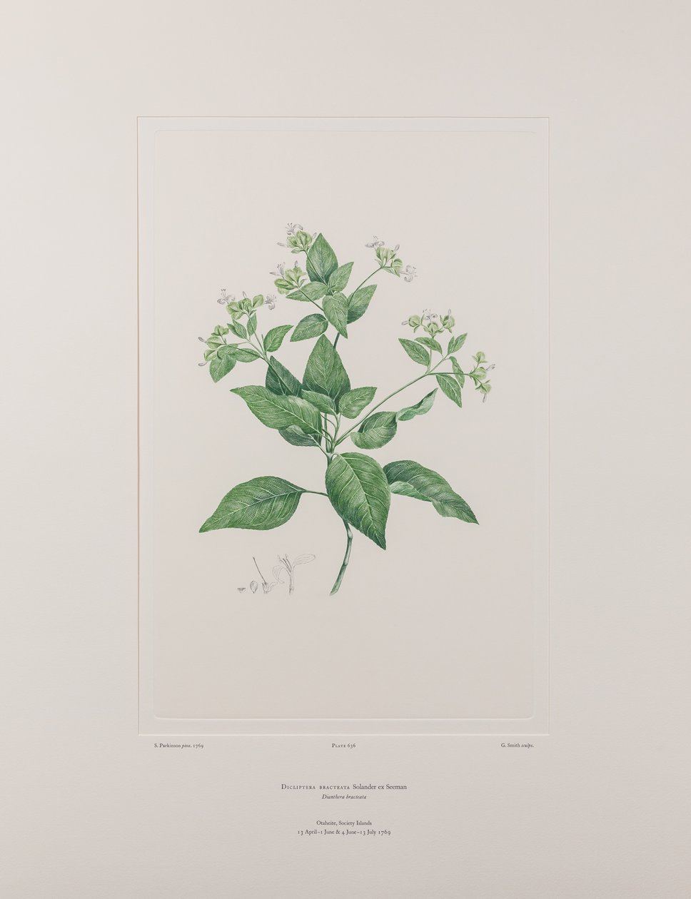 Dicliptera bracteata (Acanthaceae) - Tavle 636, Banks