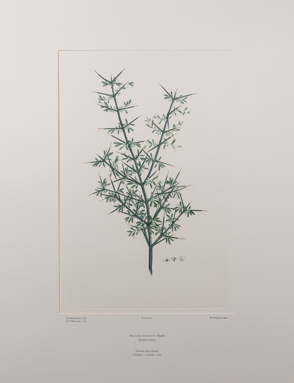 Discaria toumatou (Rhamnaceae) - Levy 426, Banks