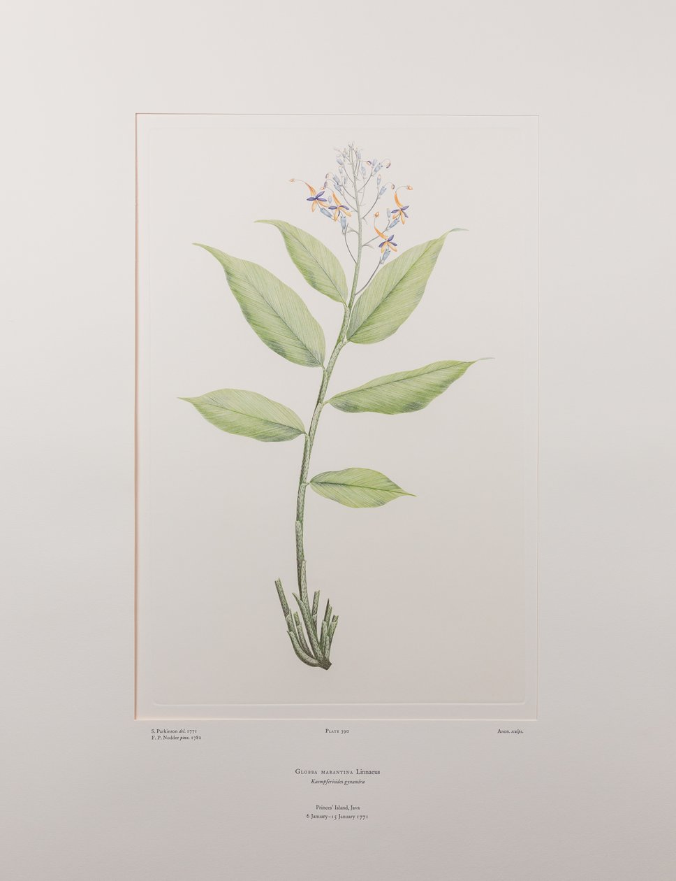 Globba marantina (Zingiberaceae) - Tavle 390, Banks