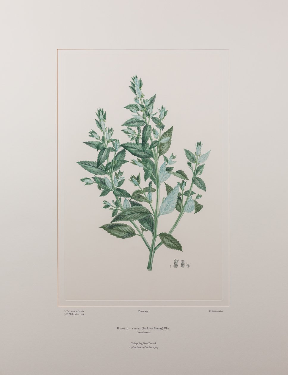 Haloragis erecta (Haloragidaceae) - Levy 439, Banks