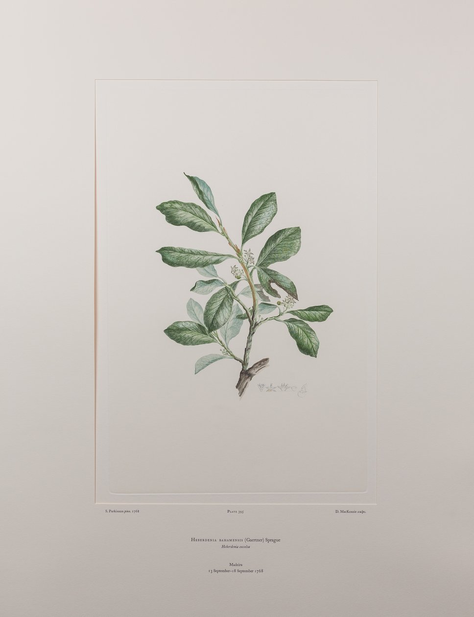 Heberdenia bahamensis (Myrsinaceae) - Tavle 395, Banks