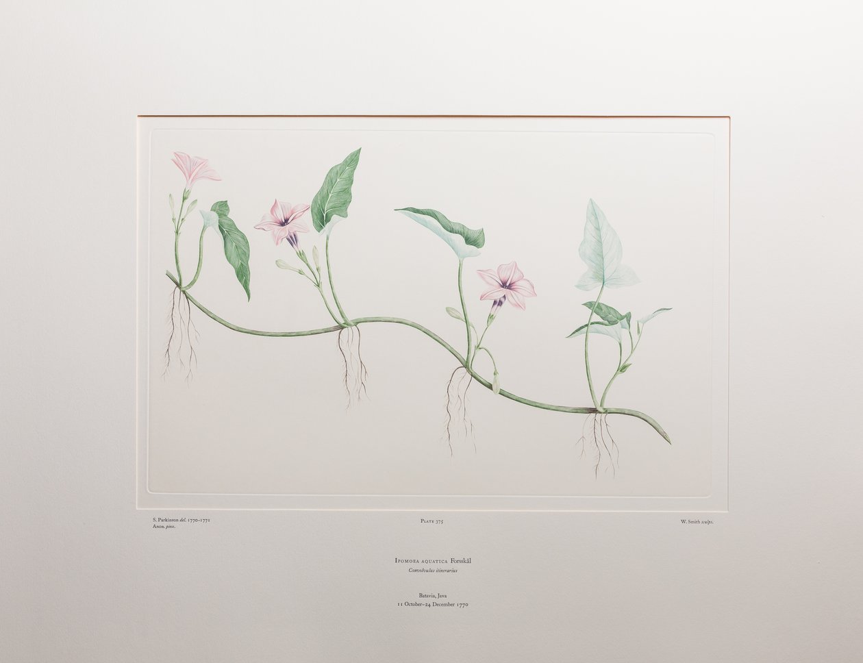 Ipomoea aquatica (Convolvulaceae) - Tavle 375, Banks