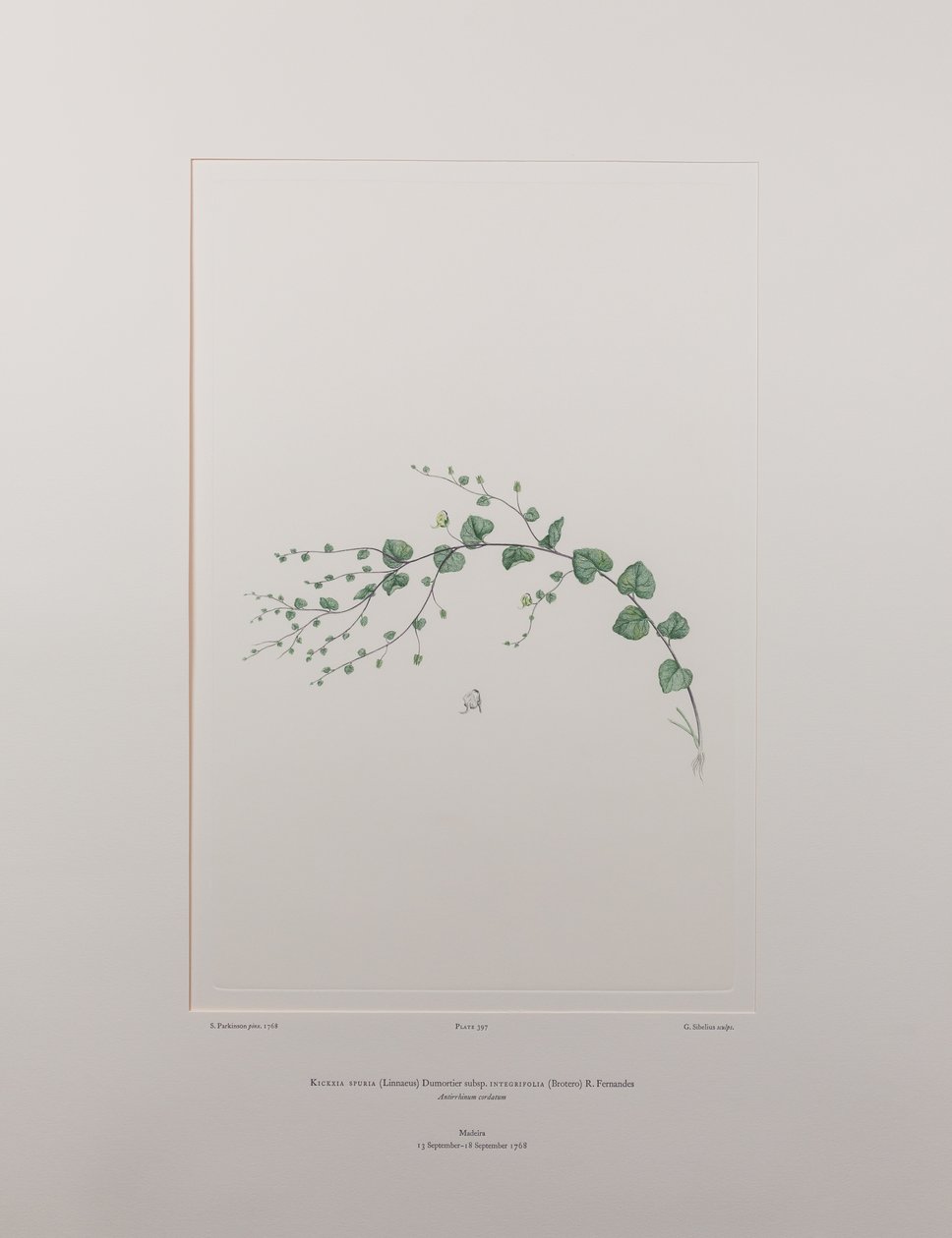 Kicksia spuria subsp. integrifolia (Scrophulariaceae) - Tavle 397, Banks