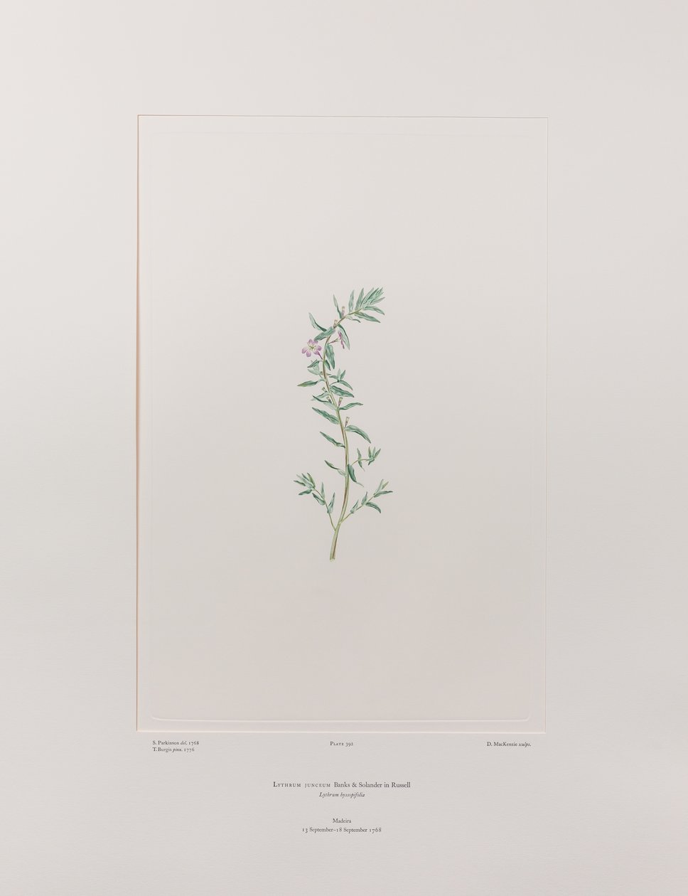 Lythrum junceum (Lythraceae) - Tavle 392, Banks