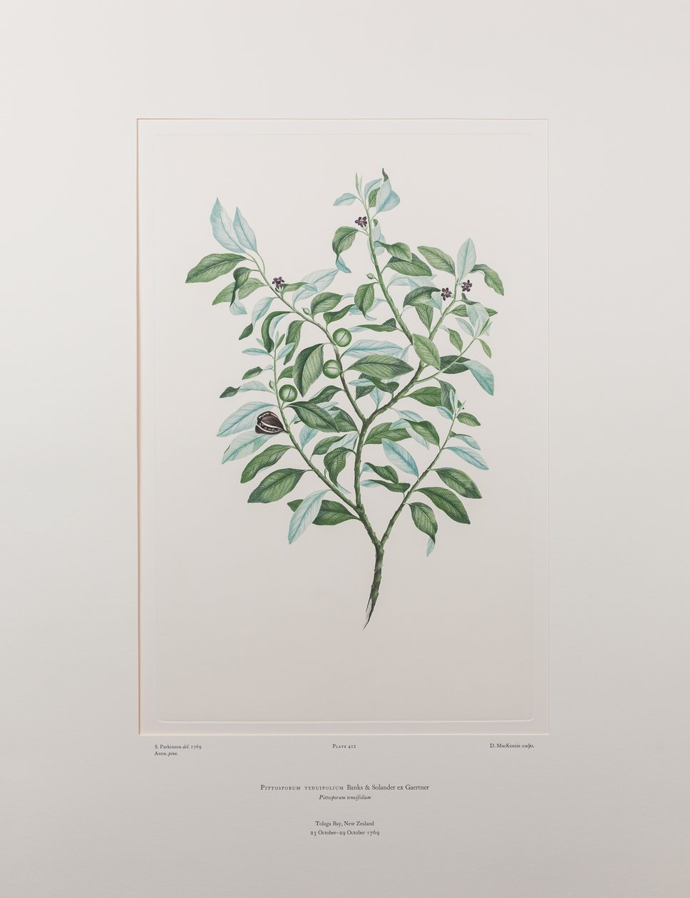 Pittosporum tenuifolium (Pittosporaceae) - Levy 412, Banks