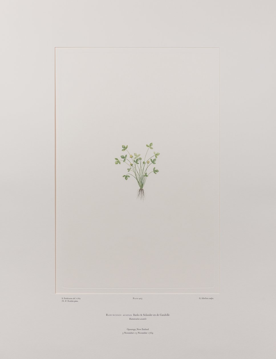 Ranunculus acaulis (Ranunculaceae) - Tavle 403, Banks