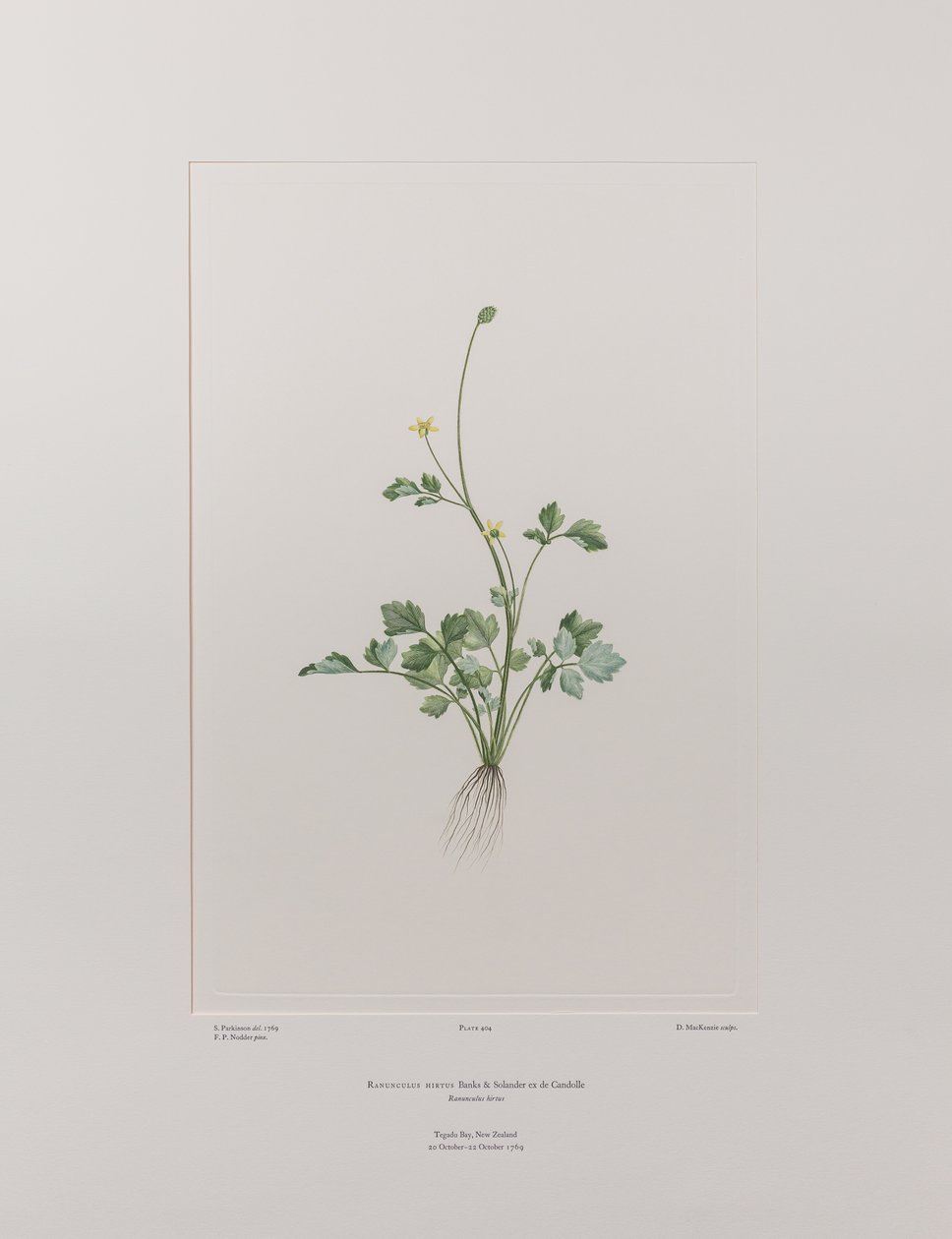 Ranunculus hirtus (Ranunculaceae) - Tavle 404, Banks