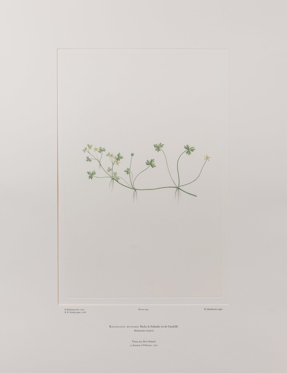 Ranunculus rivularis (Ranunculaceae) - Tavle 405, Banks