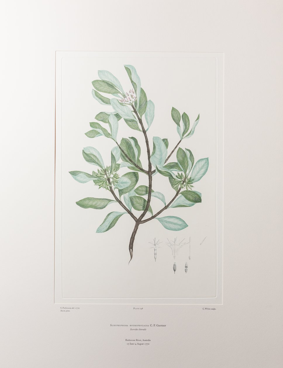 Schyphiphora hydrophyllacea (Rubiaceae) - Tavle 148, Banks