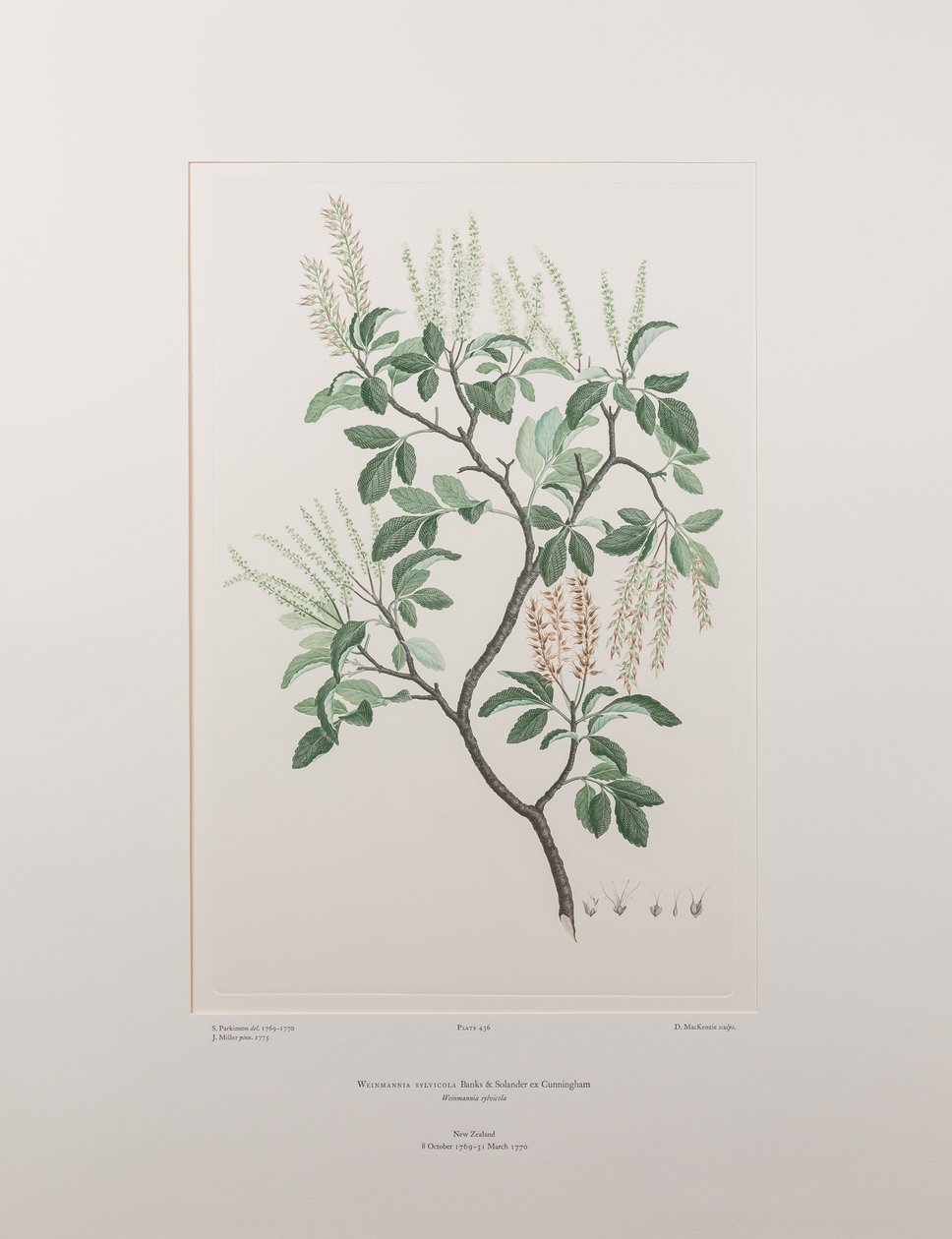 Weinmannia sylvicola (Cunoniaceae) - Tavle 436, Banks