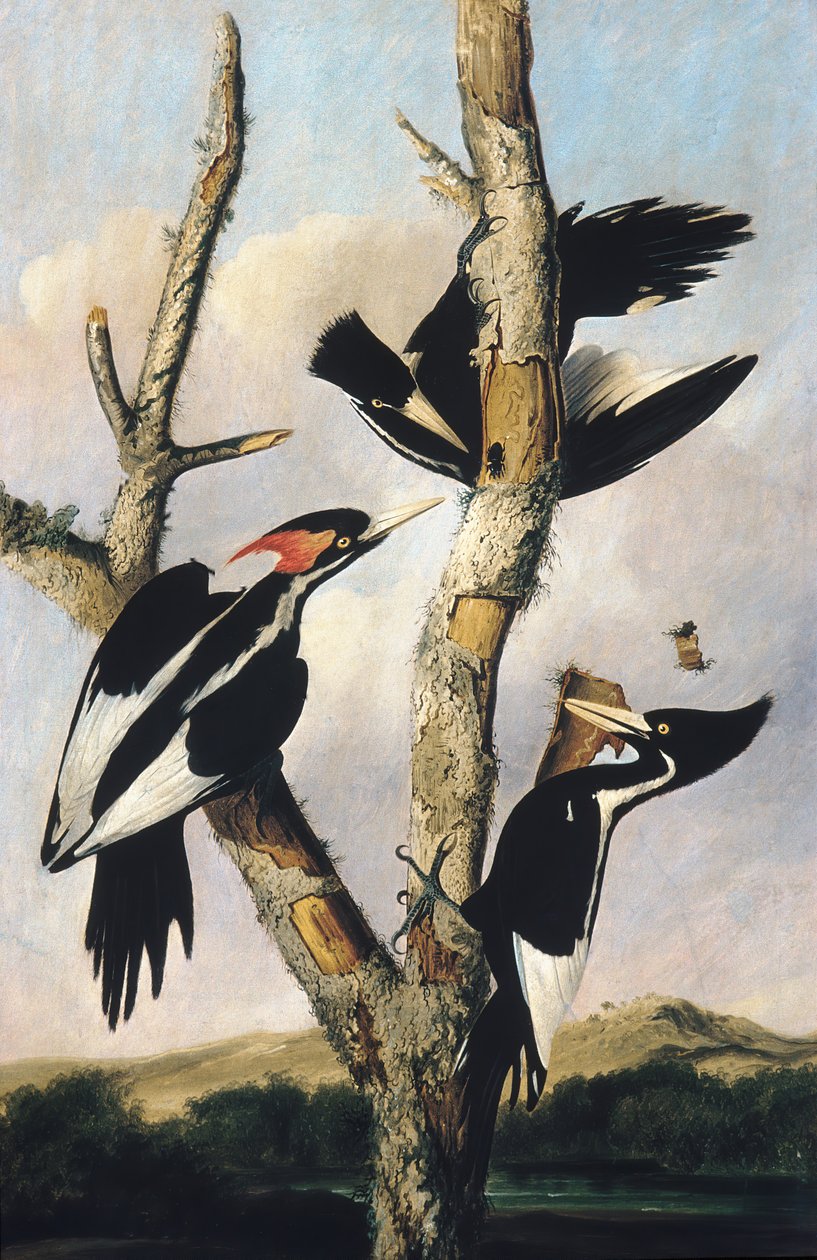 Elfenbensnæbbet spætte, ca. 1830-31. af Joseph Bartholomew Kidd