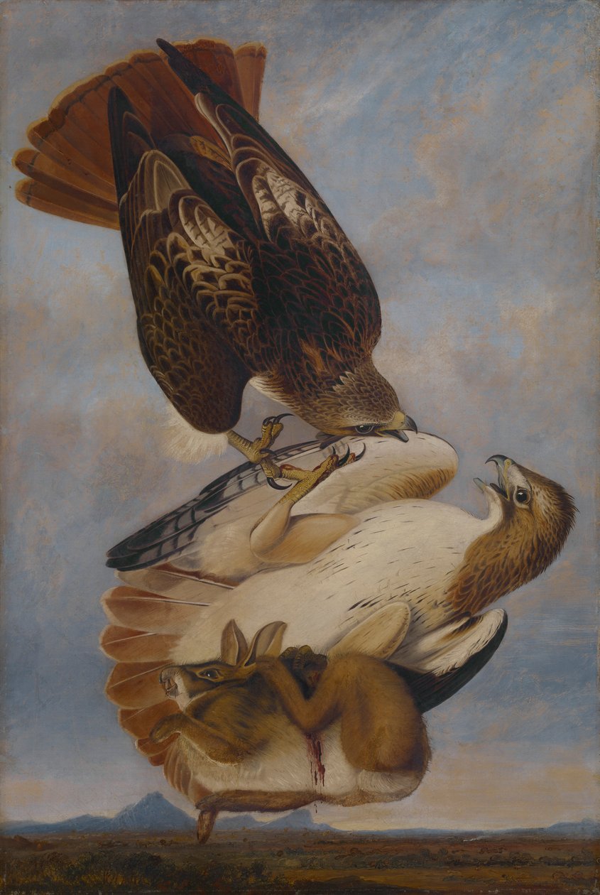Red Tailed Hawk af Joseph Bartholomew Kidd