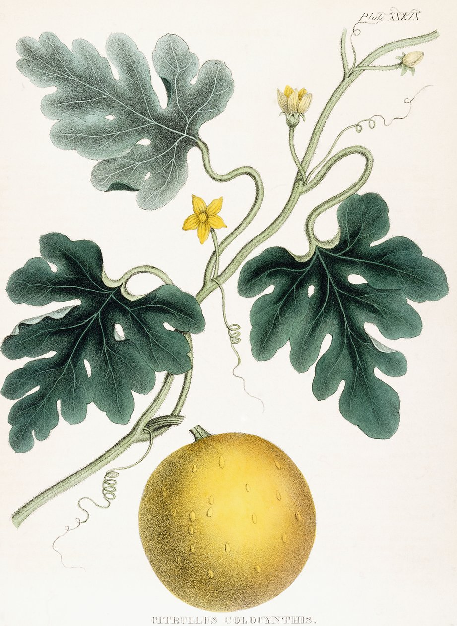Colocynth, from "Illustrations of Medical Botany: Consisting of colored figures of the plants affording the important articles of the Materia Medica". J.H. Colen, 1847dani af Joseph Carson