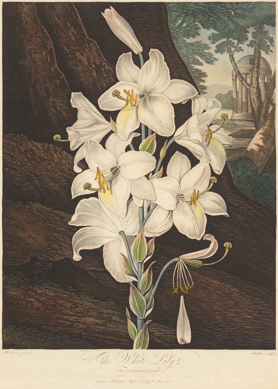 Floratemplet; eller Naturens Have: Hvid Lilje med brogede Blade af Joseph Constantine Stadler