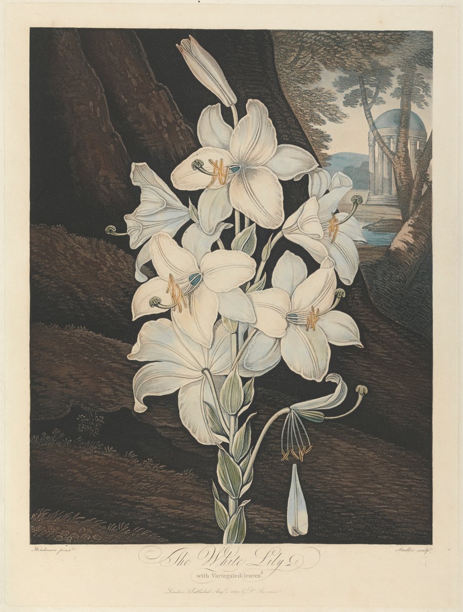 The White Lily with Variegated-Leaves, 1800, fra Robert John Thornton, 