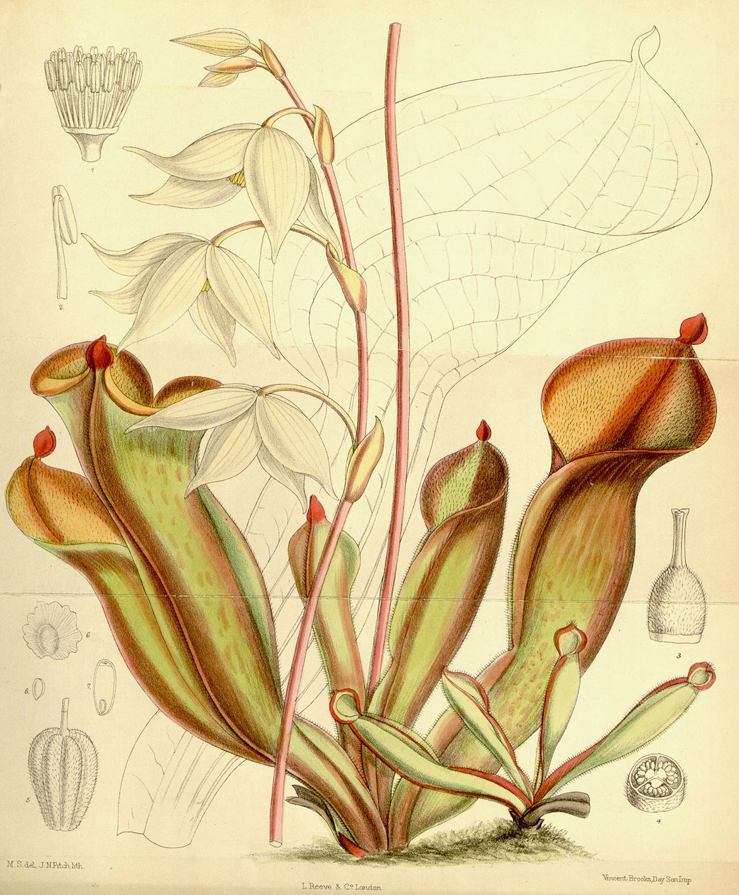 Heliamphora nutans. 1890 af Joseph Dalton Hooker