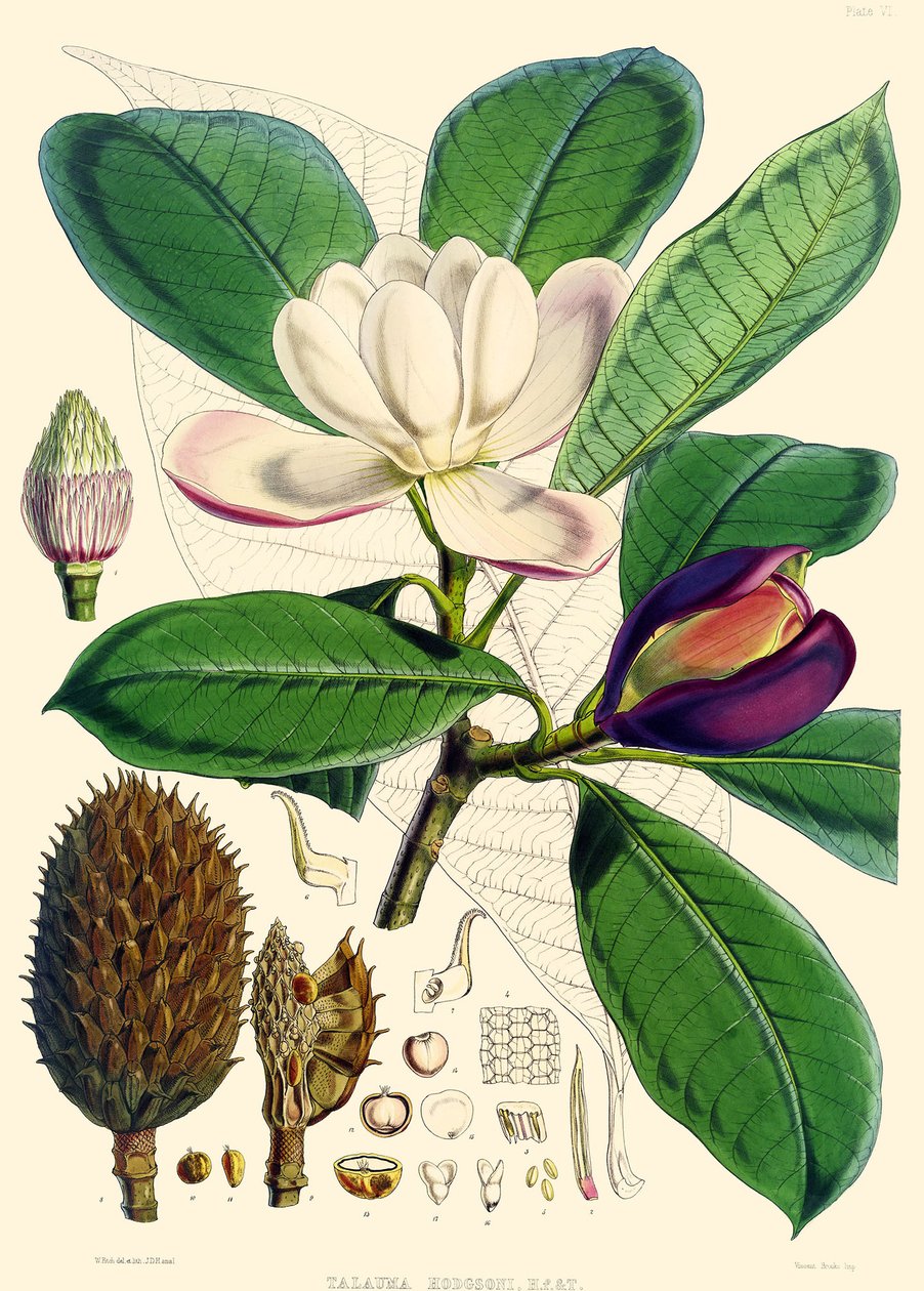 Magnolia hodgsonii, 1855 af Joseph Dalton Hooker