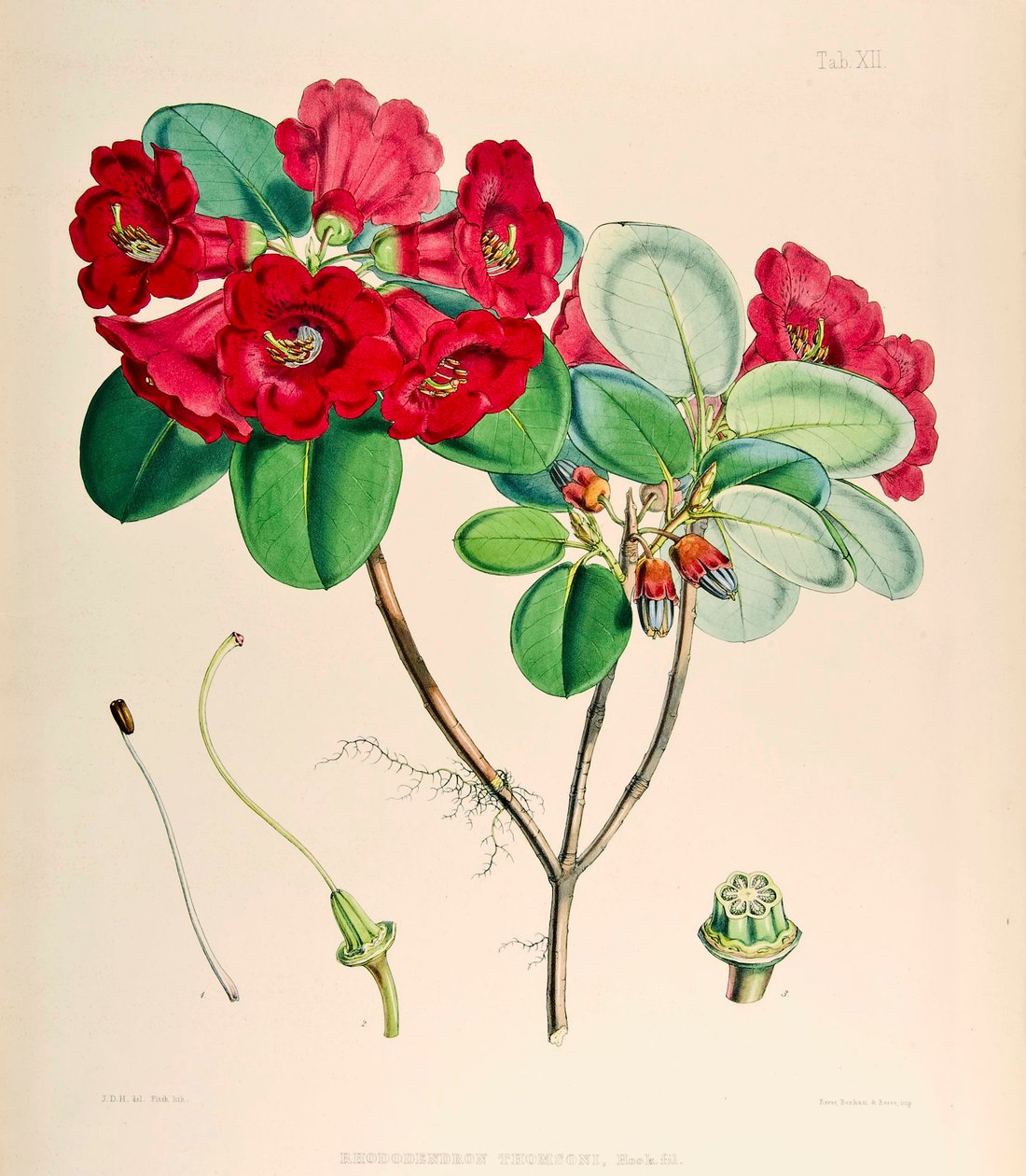 Rhododendron thomsonii, 1895 af Joseph Dalton Hooker