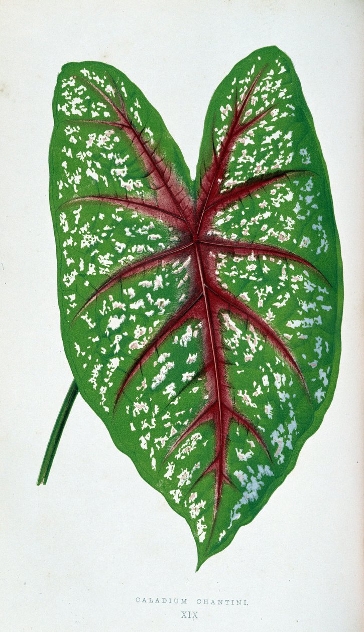 Chantini Caladium blad. Botanisk tavle i "" Planter med farverigt løv. af Joseph Edward and Howard W Lowe