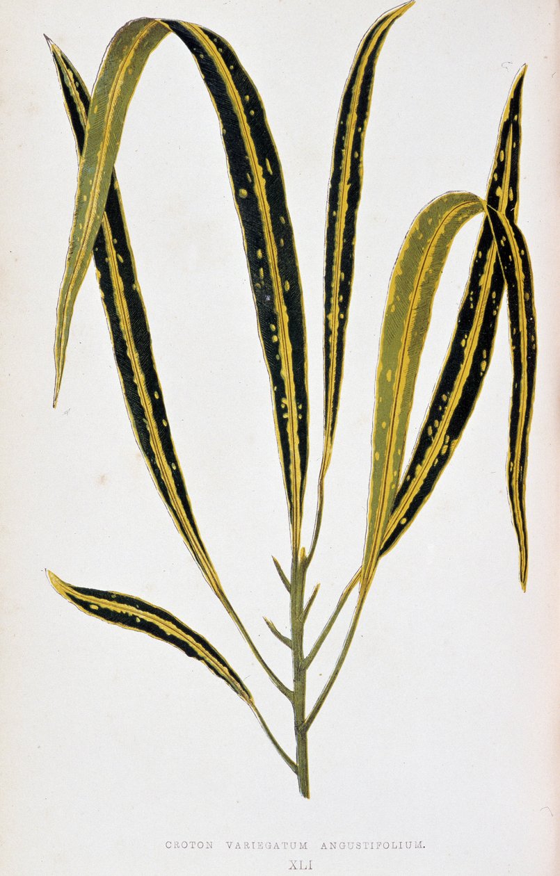 Crotonblad variegatum angustifolium. Botanisk tavle i "" Planter med farverigt løv. Samling af de mest bemærkelsesværdige arter brugt til at dekorere haver, drivhuse og lejligheder af Edward Joseph Lowe og W. Howard, medlemmer af London Horticultur af Joseph Edward and Howard W Lowe