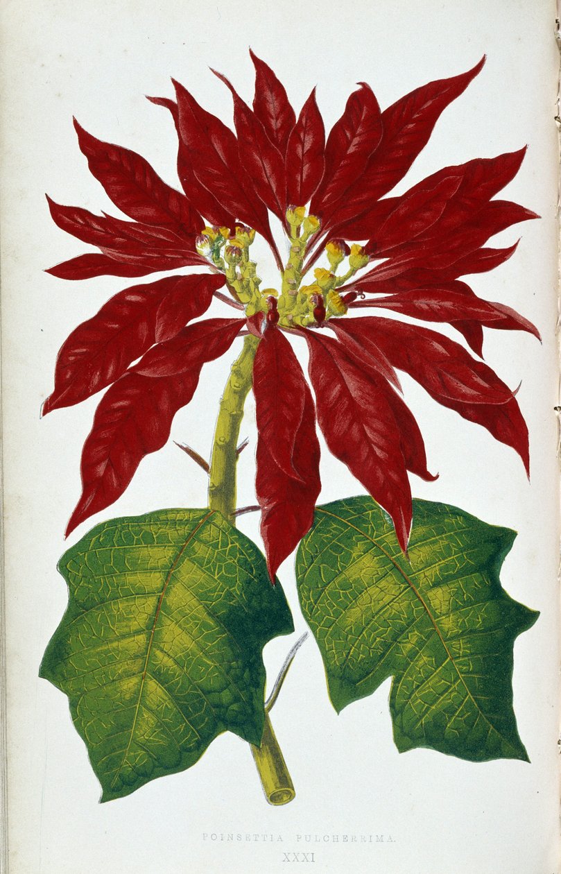 Blomst og blade af julestjerne Pulcherrima. Botanisk tavle i "" Planter med farverigt løv. Samling af de mest bemærkelsesværdige arter brugt til at dekorere haver, drivhuse og lejligheder af Edward Joseph Lowe og W. Howard, medlemmer af London Hort af Joseph Edward and Howard W Lowe