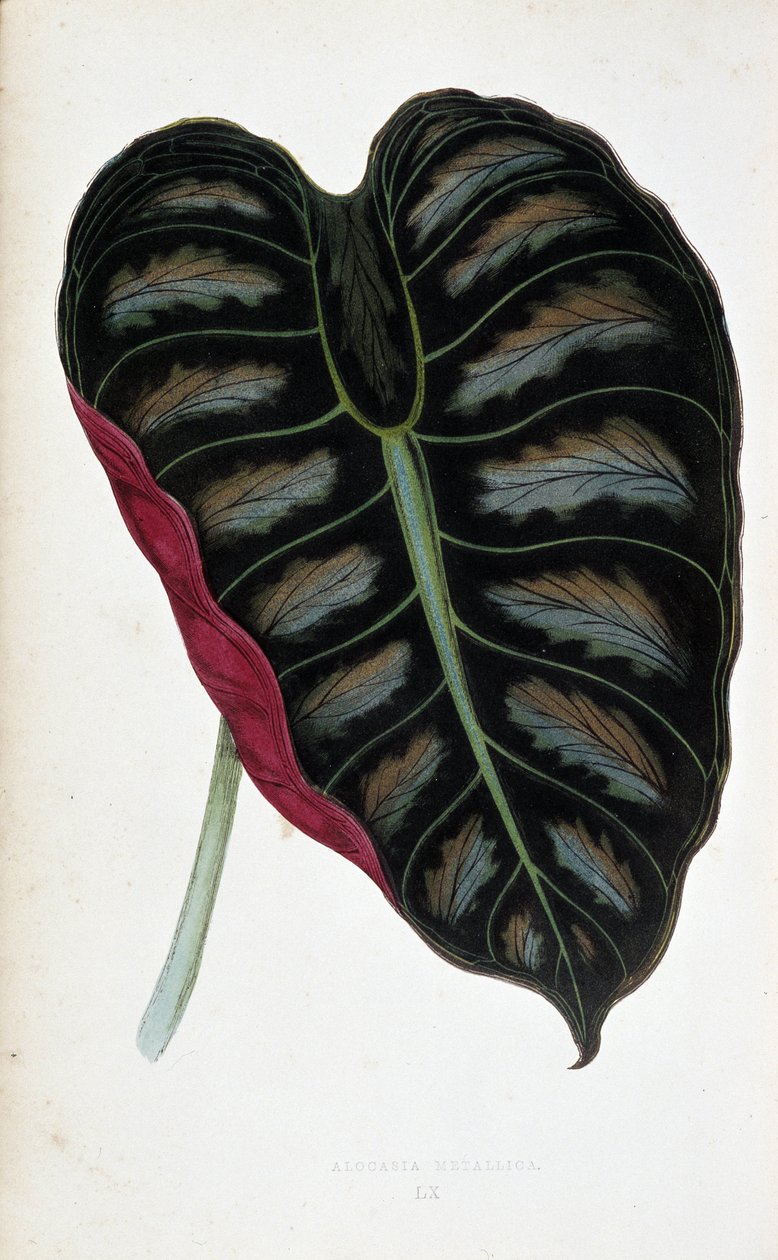 Blad af Alocasia metallica. Botanisk tavle i "" Planter med farvet løv. Samling af de mest bemærkelsesværdige arter brugt til at dekorere haver, drivhuse og lejligheder af Edward Joseph Lowe og W. Howard, medlemmer af London Horticulture Society. af Joseph Edward and Howard W Lowe